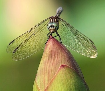 [nature%2520%25281%2529%255B3%255D.jpg]