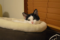 DSC_0252.JPG