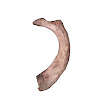 rib_1st_right_female.jpg