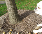 You're right, Franny - this is a really nice spot to plant some spring flowering bulbs.  I'm making a hole with the dibber.