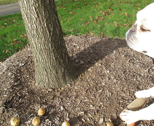 You're right, Franny - this is a really nice spot to plant some spring flowering bulbs.  I'm making a hole with the dibber.