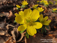 dsc07156.jpg