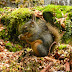 Douglas.squirrel.dscn2690