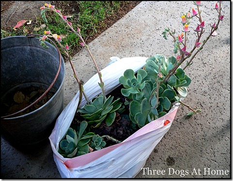planting 021