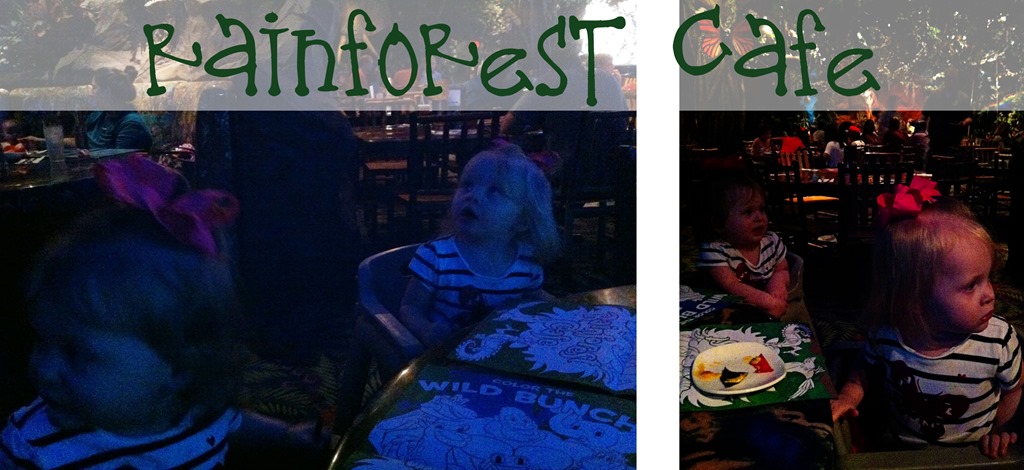 [Rainforest%2520Collage%255B5%255D.jpg]