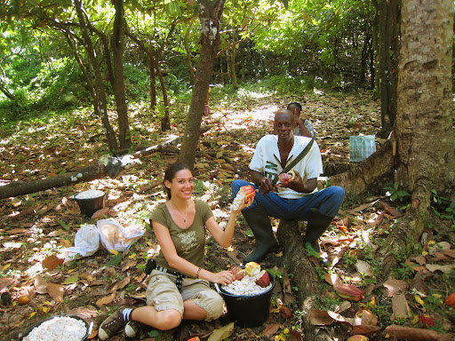 Vanessa working side by side with Grenadian cacao farmers removing fresh cacao beans from their pods.