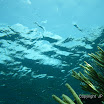  Snorkel Buck Island Reef 