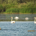 IMG_7890.JPG