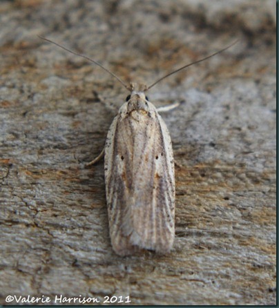 Agonopterix-nervosa