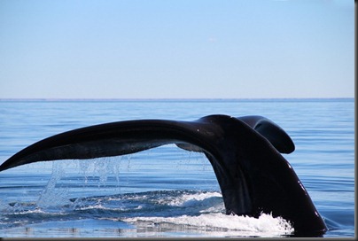 KLA whale photo_fix KLA whale photo_fix