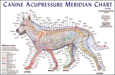[veterinary-acupuncture%255B6%255D.jpg]