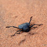 Seed Beetle (Stips stali)