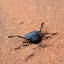 Seed Beetle (Stips stali)