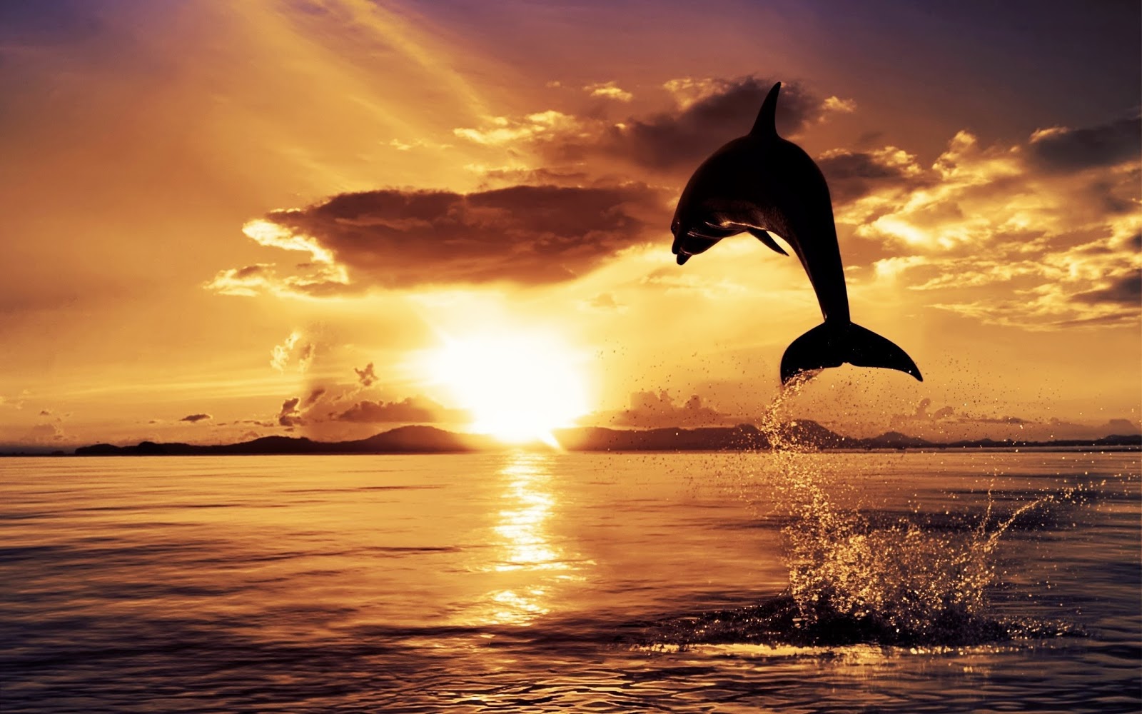 [Dolphin-Sunset-HD-Wallpaper%255B3%255D.jpg]