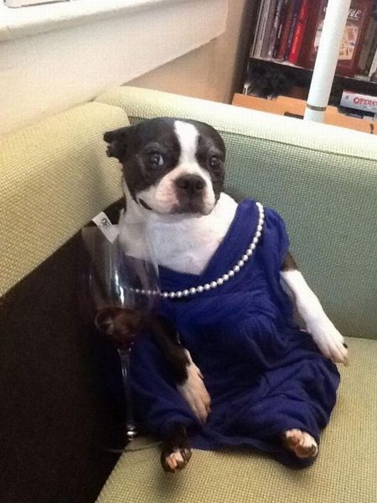 [animales%2520disfrazados%2520%25283%2529%255B3%255D.jpg]
