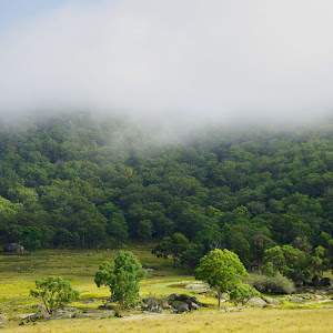 Around Anketell Forest
