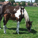veulenszomer2011 005.jpg