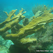 coralgardensdivesite8.jpg
