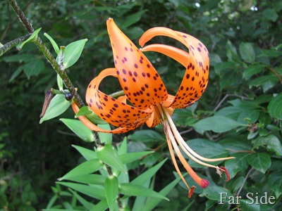 Otto's Tiger Lily