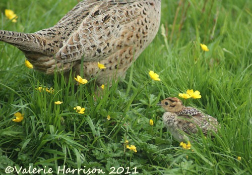[10%2520baby-staying-close-to-mum%255B2%255D.jpg]