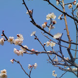 2009 薬師池公園の梅