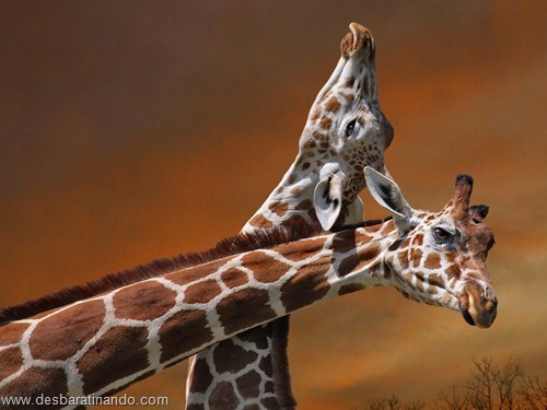 animais national geographic desbaratinando (16) animais national geographic desbaratinando (16)