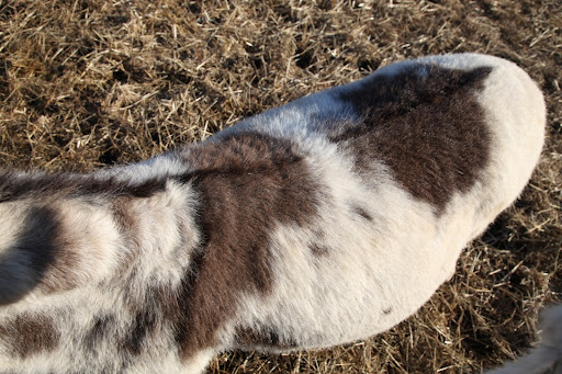 Billie is referred to as a Spotted Ass.  Spotted Asses can be any height and of any breeding, as long as they have spots.  People love their Spotted Asses so much they even formed The American Council of Spotted Asses!