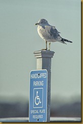 - Ring-billed on HP sign ROT_5740 February 09, 2012 NIKON D3S