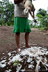 An Achuar woman prepares a chicken for dinner in the community of Limon Cocha, the first Achuar community on the Huitoyaco River.