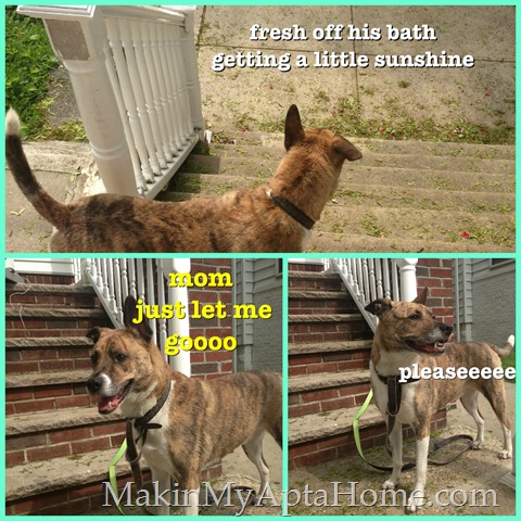 [cocobathday5.13%255B2%255D.jpg]