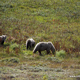 Grizzlies, Denali National Park, Alaska, EUA