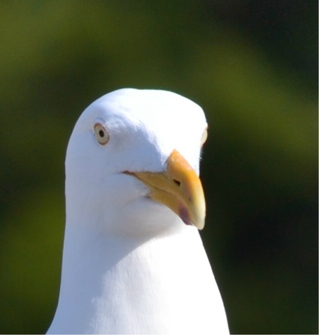 [gull%255B4%255D.jpg]