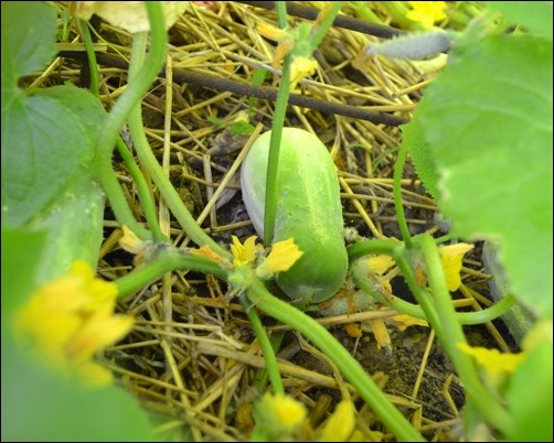 cucumbers