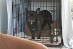 Hey!  Anyone!  I want out of this crate, now!