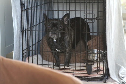 Hey!  Anyone!  I want out of this crate, now!