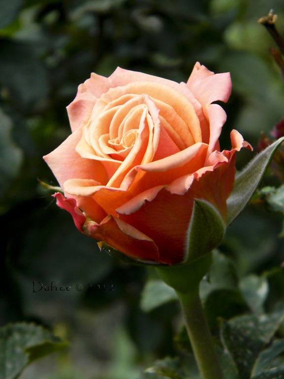 [Perfectly%2520Peach%255B3%255D.jpg]