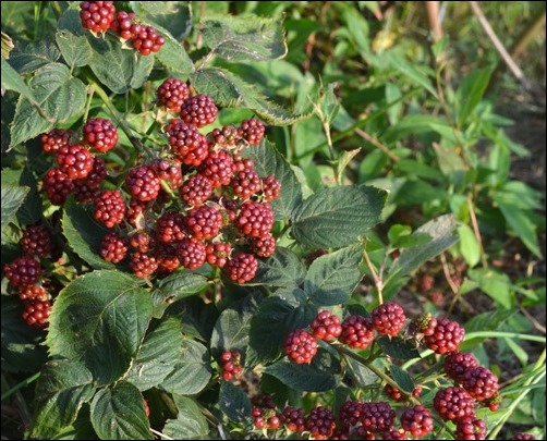 blackberries July 8