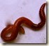 red worm red worm
