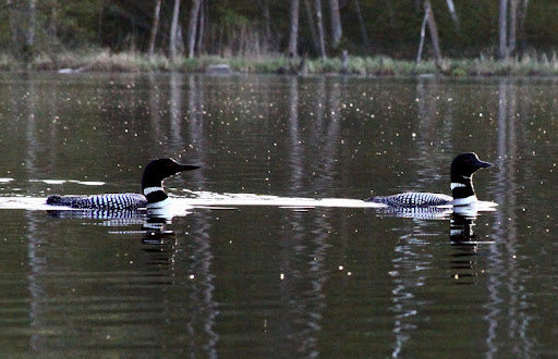 First loons of the year on Little Sugarbush. Usually appear once ice is off but coming a few days later this year.