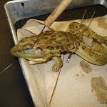 dissect15.jpg