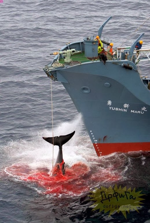 [japon-chasse-baleine%255B2%255D.jpg]