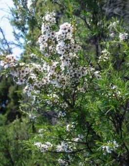 [arbol_del_te4.jpg]