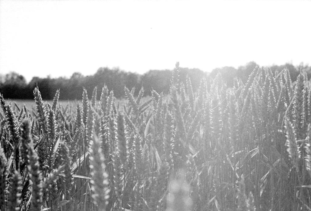 [The-Wheat-Field-2---Film%255B4%255D.jpg]