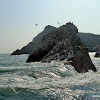 swirling seawataer is rich in food from the Humboldt current