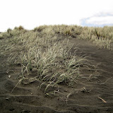 North Island - Piha Beach (the deadliest beach in NZ) with its black sand