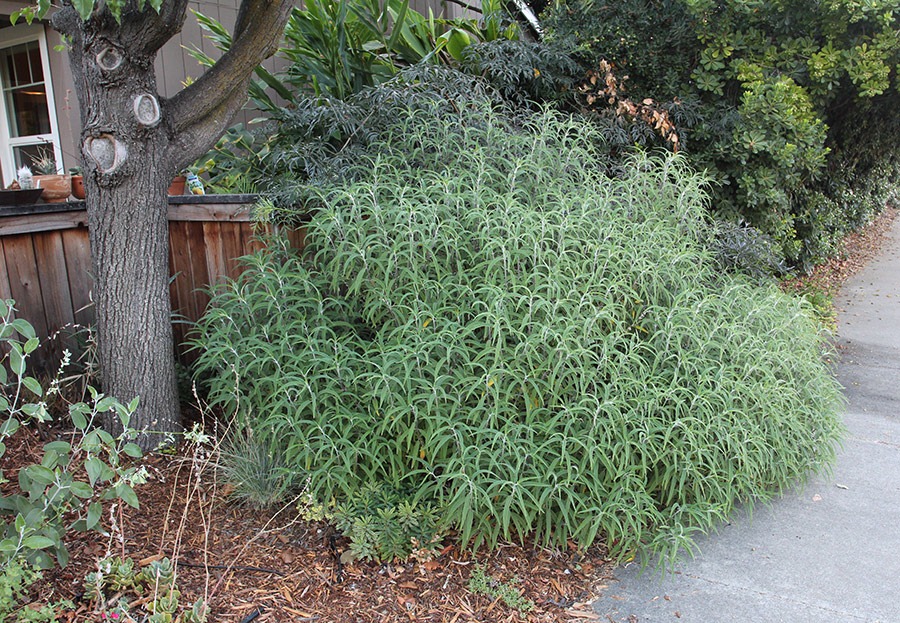 [110901_salvia-leucantha_01%255B3%255D.jpg]