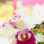 orchid_0064.JPG