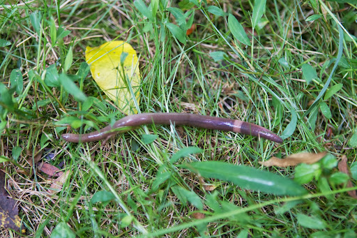 What's this? An earthworm! Earthworms’ bodies are made up of ring-like segments called annuli. These segments are covered in setae, or small bristles, which the worm uses to move and burrow. What's this? An earthworm! Earthworms’ bodies are made up of ring-like segments called annuli. These segments are covered in setae, or small bristles, which the worm uses to move and burrow.