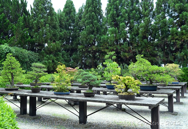 Glória Ishizaka -   Kyoto Botanical Garden 2012 - 40