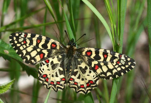 STERF : bilan 2005 - 2013 - Zerynthia rumina LINNAEUS, 1758, mâle. Photo : E. Sylvestre, 11 mai 2008
